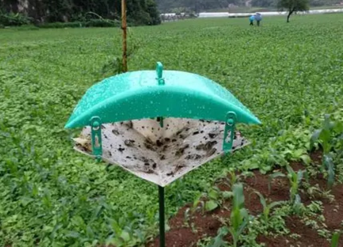 甜菜夜蛾誘捕器圖片